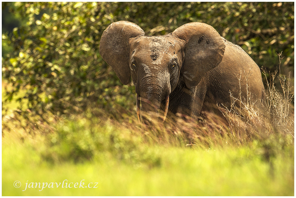 Africký slon pralesní, (Loxodonta cyclotis)