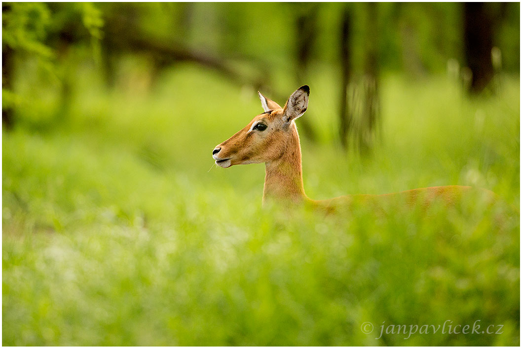 Antilopa impala (Aepyceros melampus)