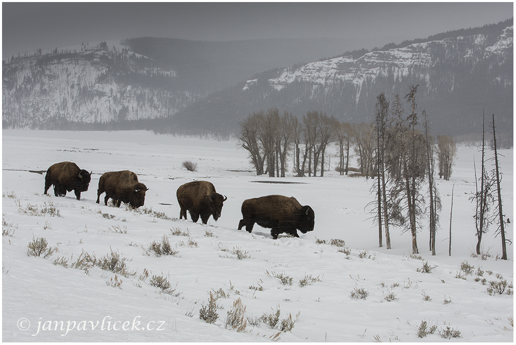 Bizon americký (Bison bison)