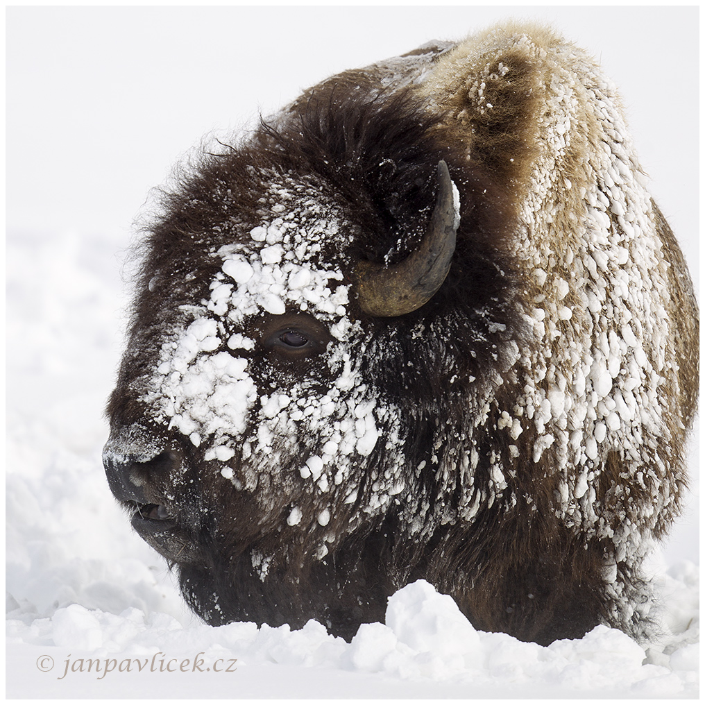 Bizon americký (Bison bison)