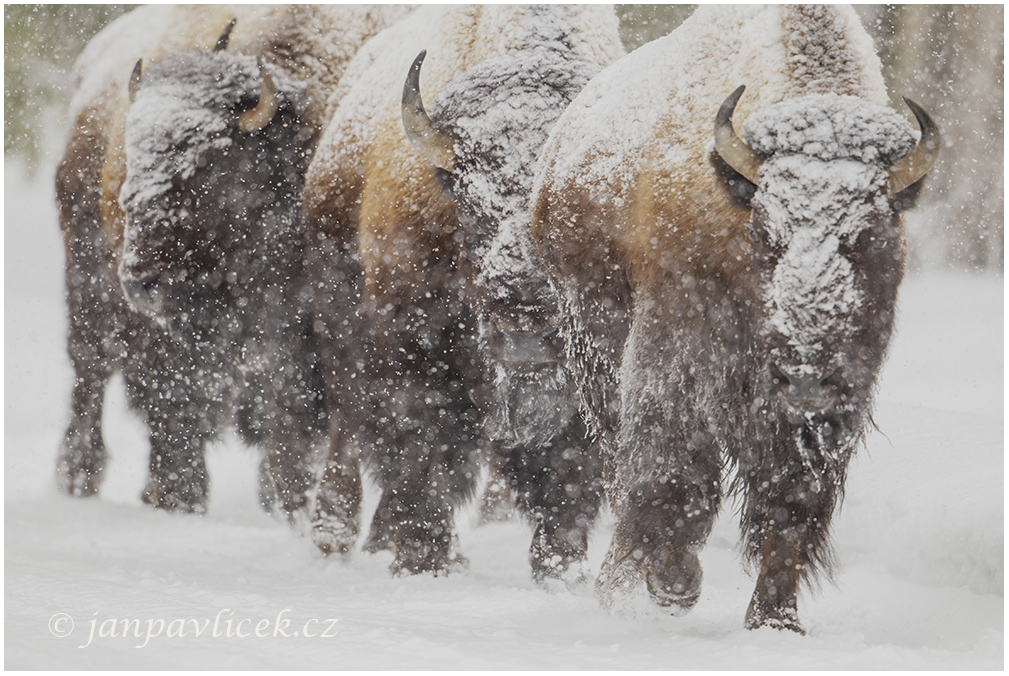 Bizon americký (Bison bison)