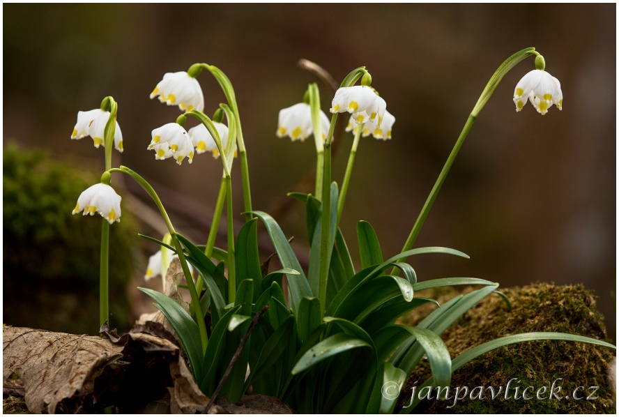 Bledule jarní (Leucojum vernum)