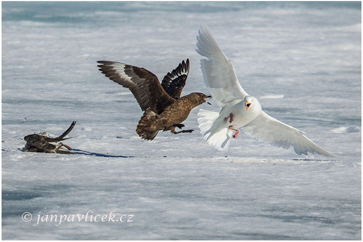 Boj o kořist ,  Chaluha velká vs. Racek mořský (Cartharacta skua vs.  Larus marinus)