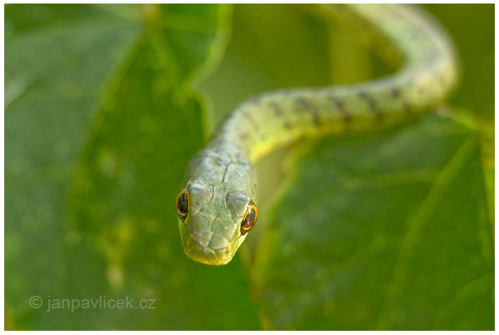 Bojga africká  (Dispholidus typus), sameček