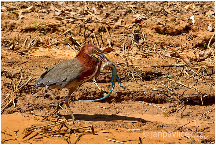 Bukač červenavý, Bukač tygrovaný, (Tigrisoma lineatum)/ Ameiva obří (Ameiva ameiva)