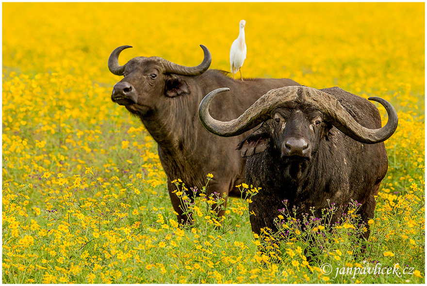 Buvol africký (Syncerus caffer)