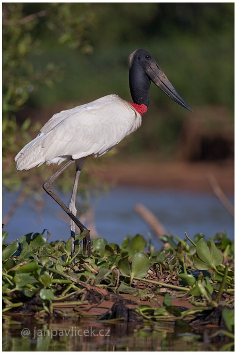 Čáp jabiru (Jabiru mycteria)