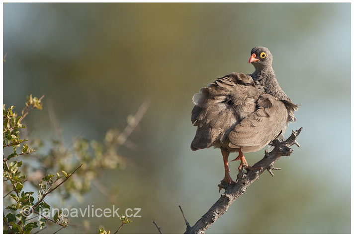 Frankolín červenozobý	(Pternistis adspersus)