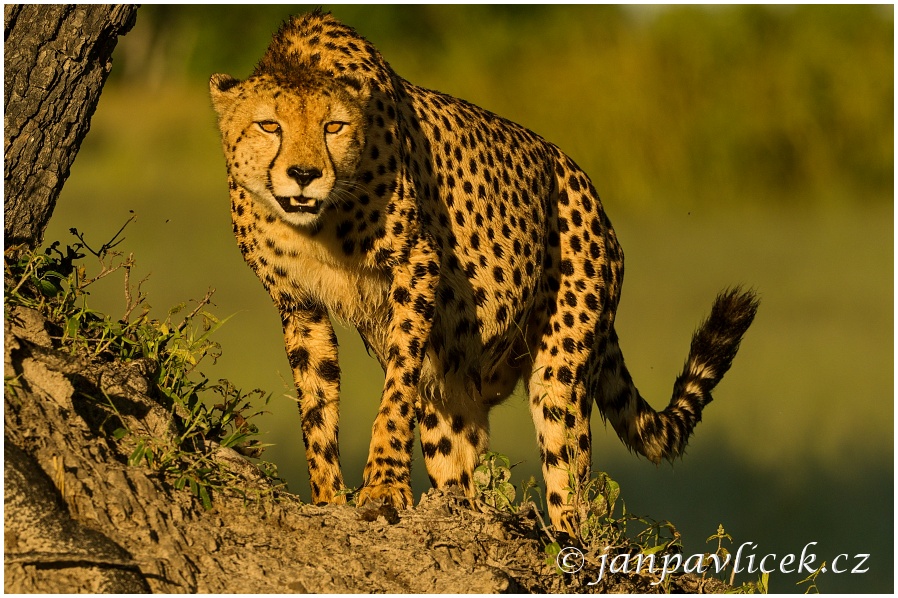 Gepard štíhlý (Acinonyx jubatus)