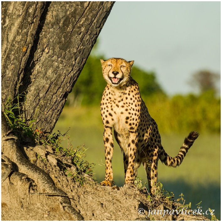 Gepard štíhlý (Acinonyx jubatus)