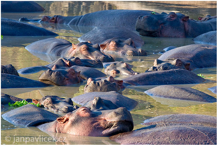 Hroch obojživelný (Hippopotamus amphibius)