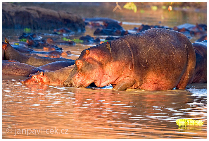 Hroch obojživelný (Hippopotamus amphibius)