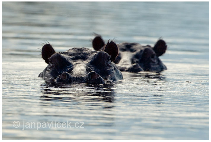 Hroch obojživelný (Hippopotamus amphibius)