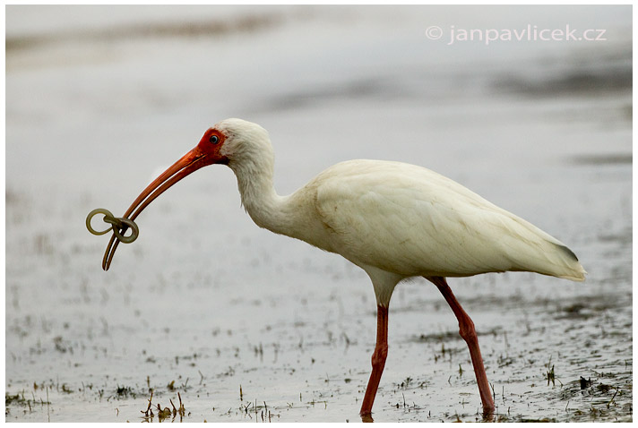 Ibis bílý (Eudocimus albus)