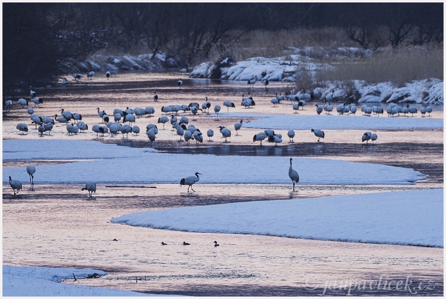 Jeřáb mandžuský na zimovišti, (Grus japonensis) 