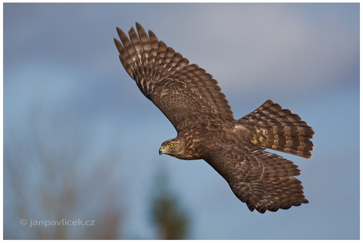 Jestřáb lesní (Accipiter gentilis) 