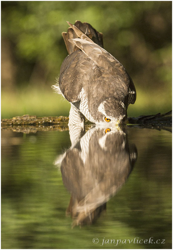 Jestřáb lesní (Accipiter gentilis) 