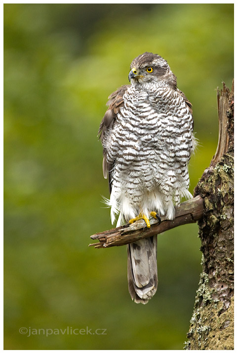 Jestřáb lesní (Accipiter gentilis) 