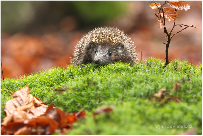 Ježek obecný (Erinaceus europaeus)