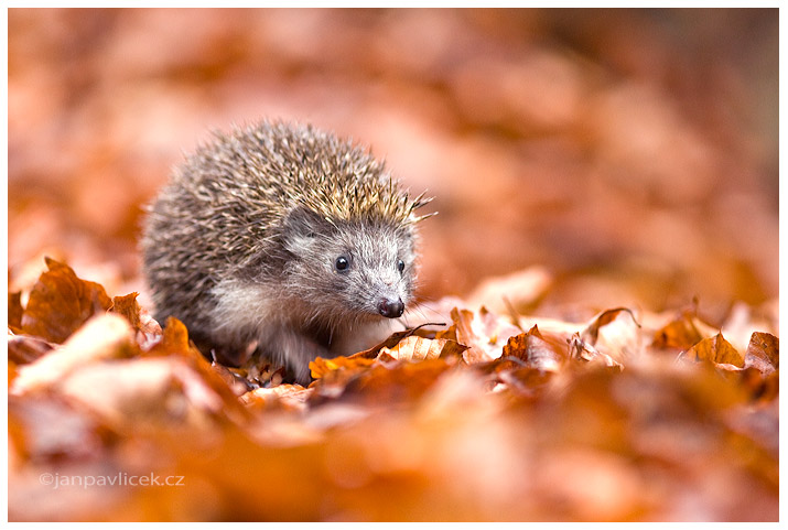 Ježek obecný (Erinaceus europaeus)