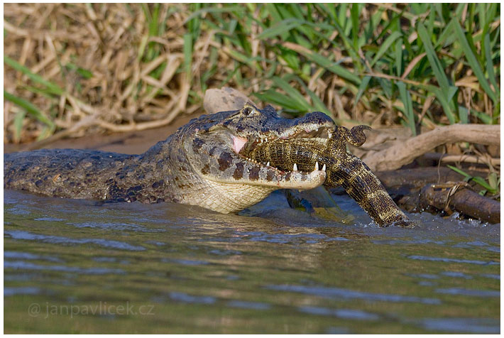 Kajman brýlový (Caiman crocodilus)