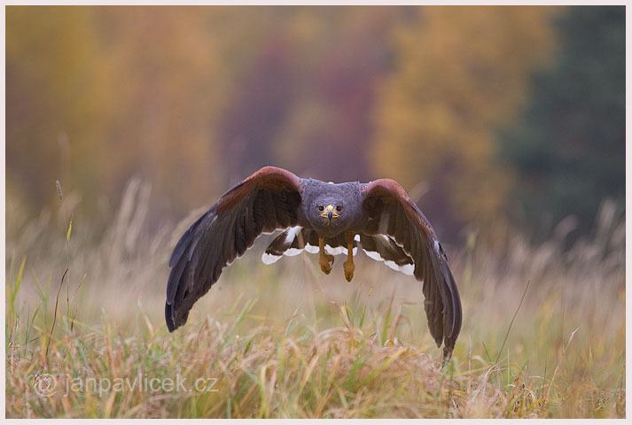 Káně Harisovo (Parabuteo unicinctus)