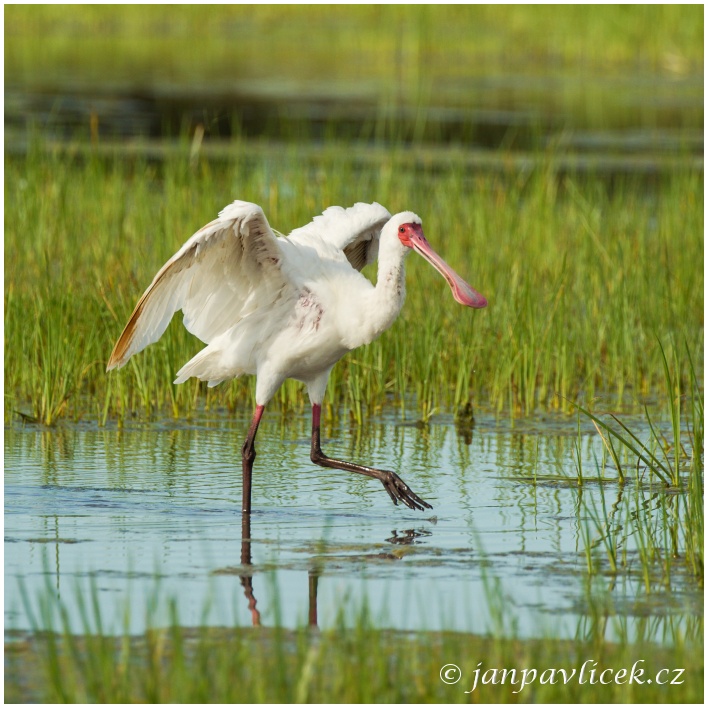 Kolpík africký (Platalea alba)