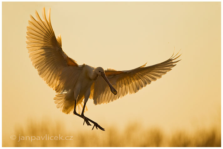 Kolpík bílý (Platalea leucorodia)