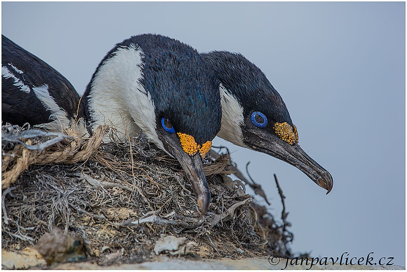 Kormorán modrooký, Phalacrocorax atriceps