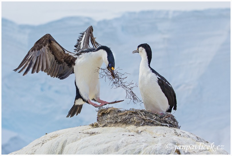 Kormorán modrooký, Phalacrocorax atriceps