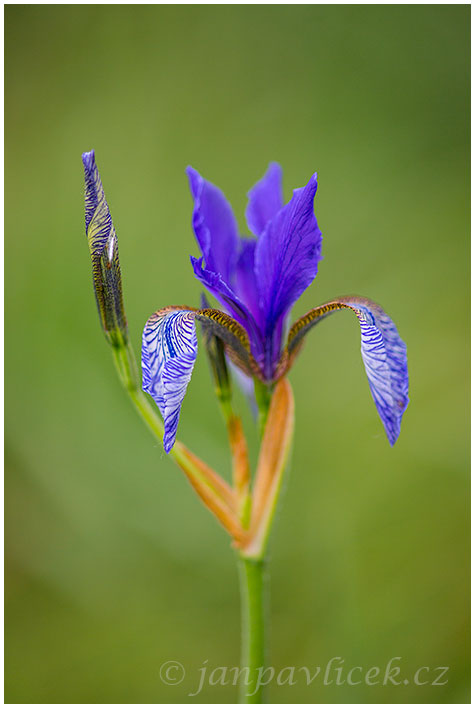 Kosatec sibiřský , Iris sibirica 