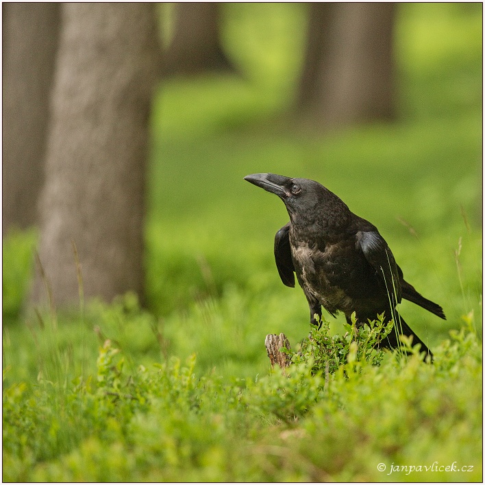 Krkavec velký (Corvus corax)