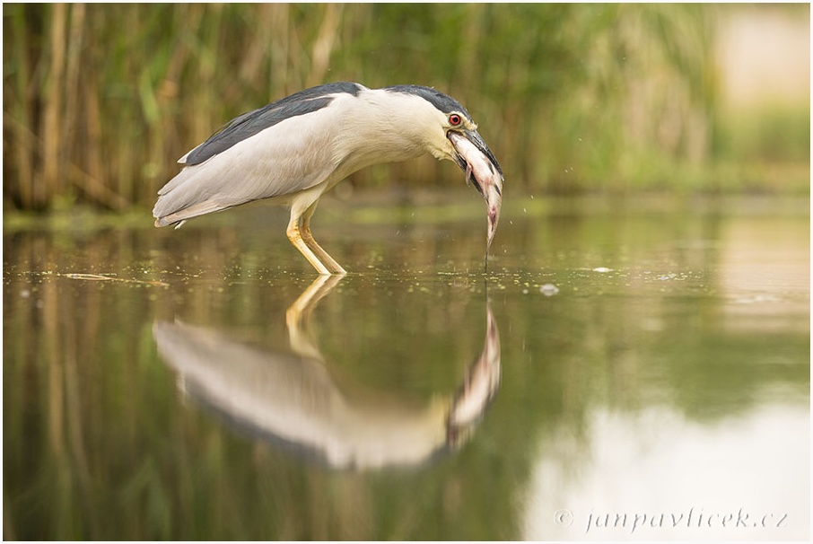 Kvakoš noční (Nycticorax nycticorax)