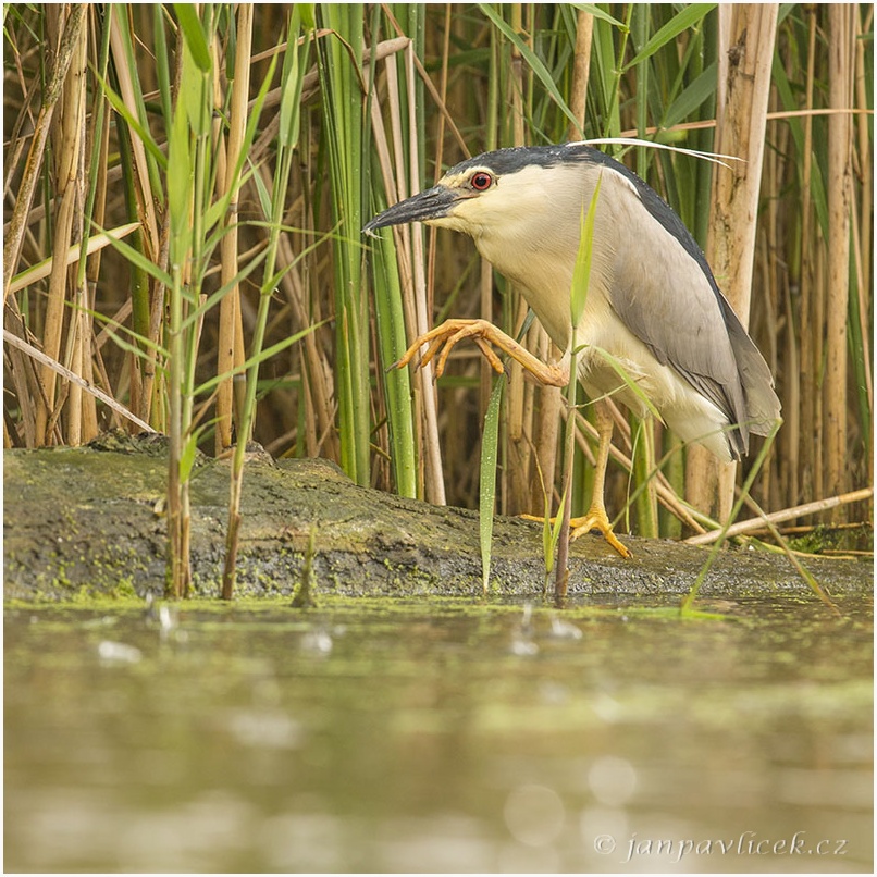 Kvakoš noční (Nycticorax nycticorax)