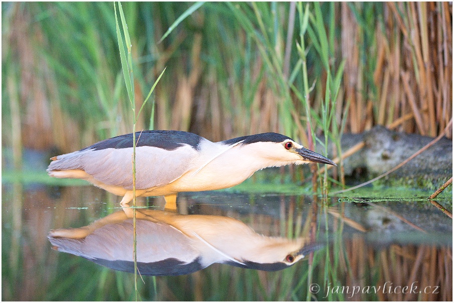 Kvakoš noční (Nycticorax nycticorax)