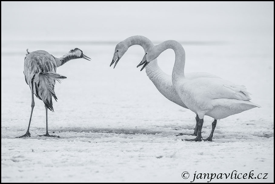 Labut zpěvná  (Cygnus cygnus)  vs. Jeřáb popelavý (Grus grus)