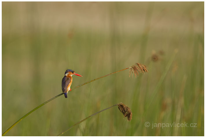 Ledňáček malachitový (Alcedo cristata) 