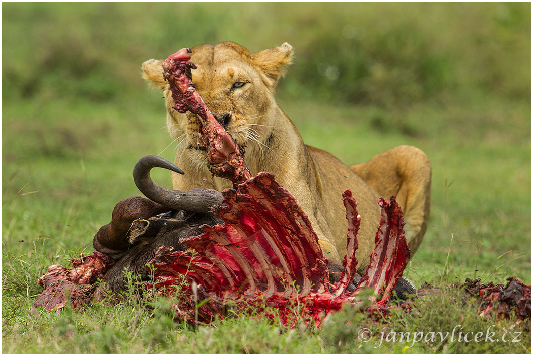 Lev pustinný ( Panthera leo )