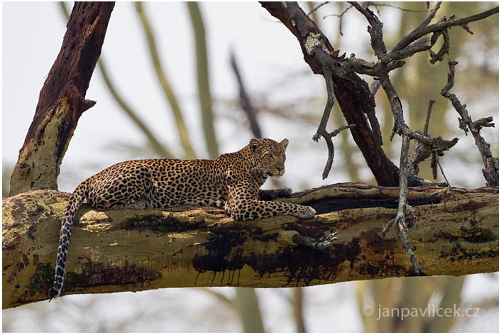 Levhart skvrnitý (Panthera pardus)