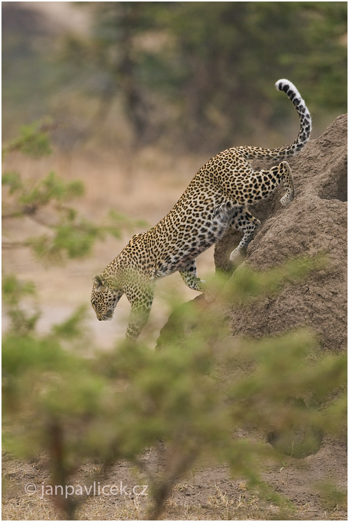 Levhart skvrnitý (Panthera pardus)