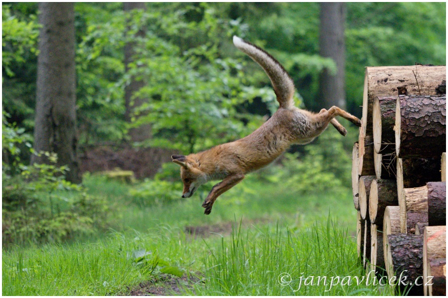 Liška obecná (Vulpes vulpes)