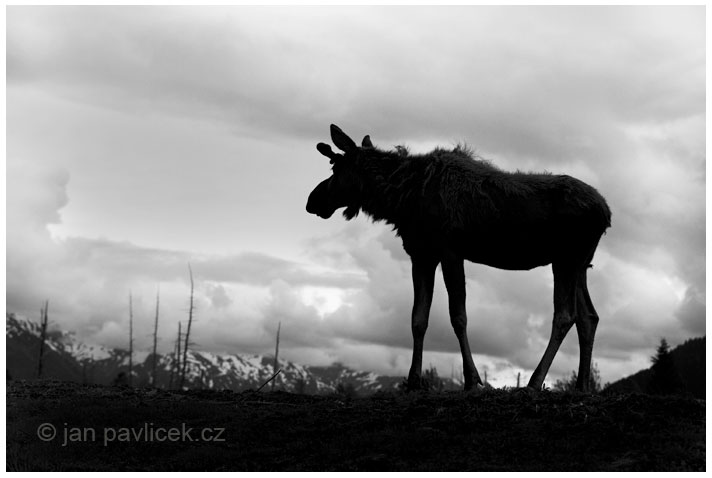 Los aljašský , Alces alces gigas 