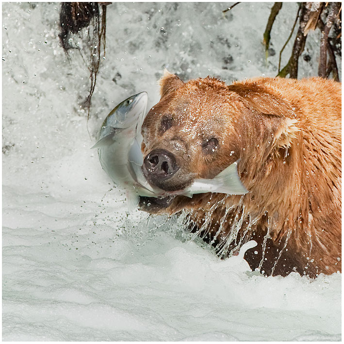 Losos stříbrný,  Oncorhynchus kisutch, Medvěd grizzly (Ursus arctos horribilis), 