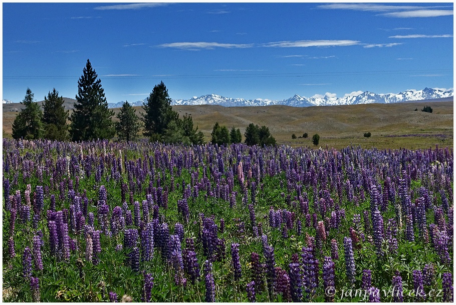 Lupina (Lupinus)