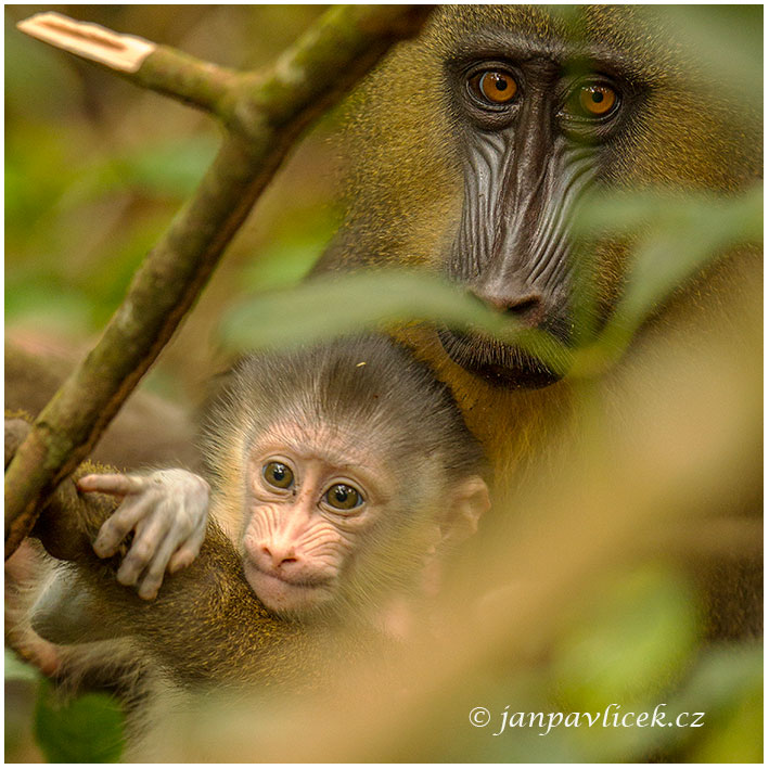 Mandril rýholící (Mandrillus sphinx)