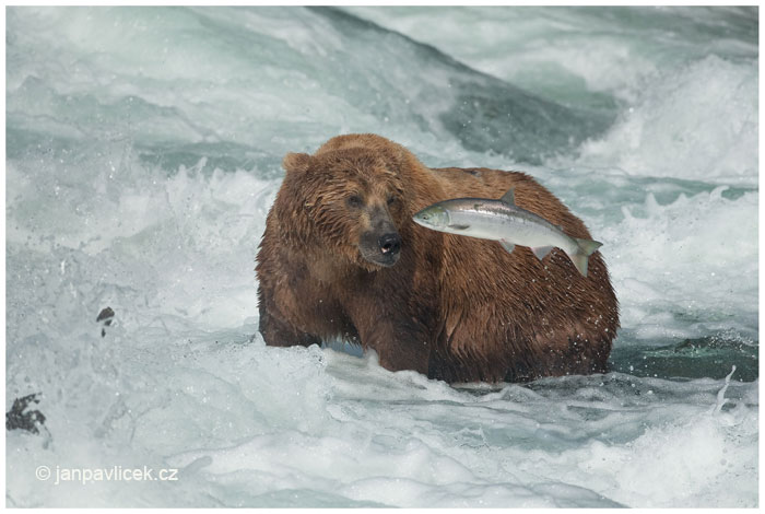 Medvěd grizzly (Ursus arctos horribilis), také:  medvěd stříbrný, Losos stříbrný,  Oncorhynchus kisutch