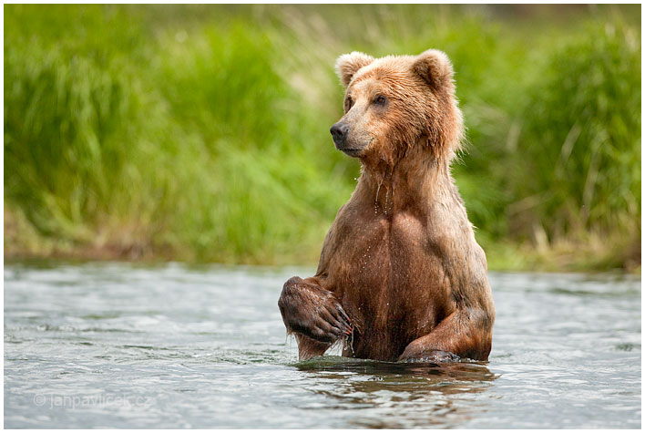 Medvěd grizzly (Ursus arctos horribilis), také:  medvěd stříbrný, medvěd hnědý severoamerický,  poddruh medvěda hnědého