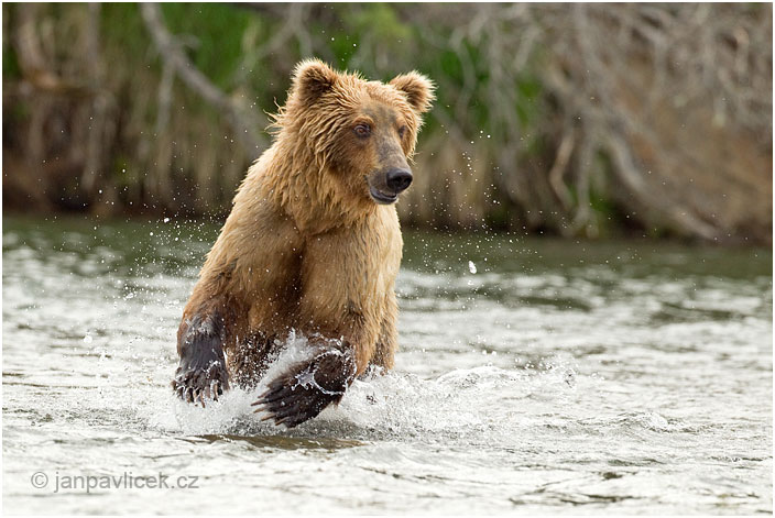 Medvěd grizzly (Ursus arctos horribilis), také:  medvěd stříbrný, medvěd hnědý severoamerický,  poddruh medvěda hnědého (Ursus arctos)