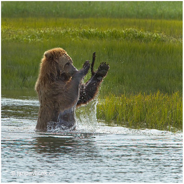 Medvěd grizzly (Ursus arctos horribilis), také:  medvěd stříbrný, medvěd hnědý severoamerický,  poddruh medvěda hnědého (Ursus arctos)