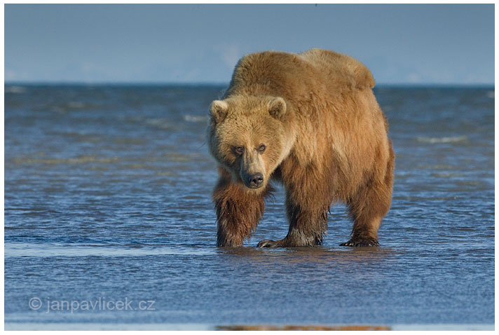 Medvěd grizzly (Ursus arctos horribilis), také:  medvěd stříbrný, medvěd hnědý severoamerický,  poddruh medvěda hnědého (Ursus arctos)